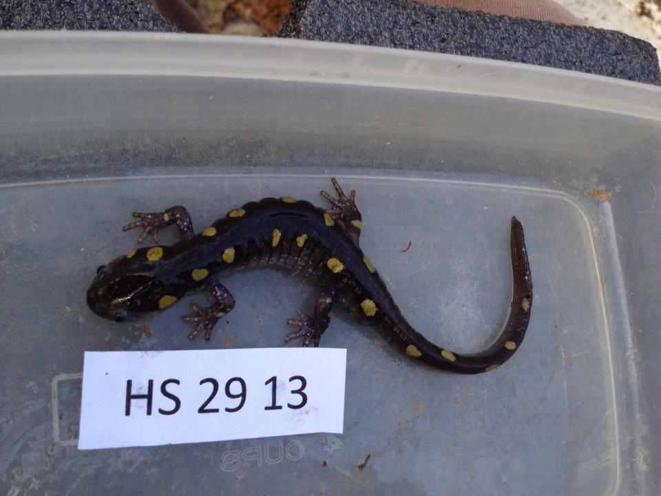 29th spotted salamander found at Hunsucker Spring in 2013