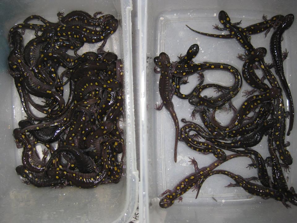 salamanders trapped in 2013