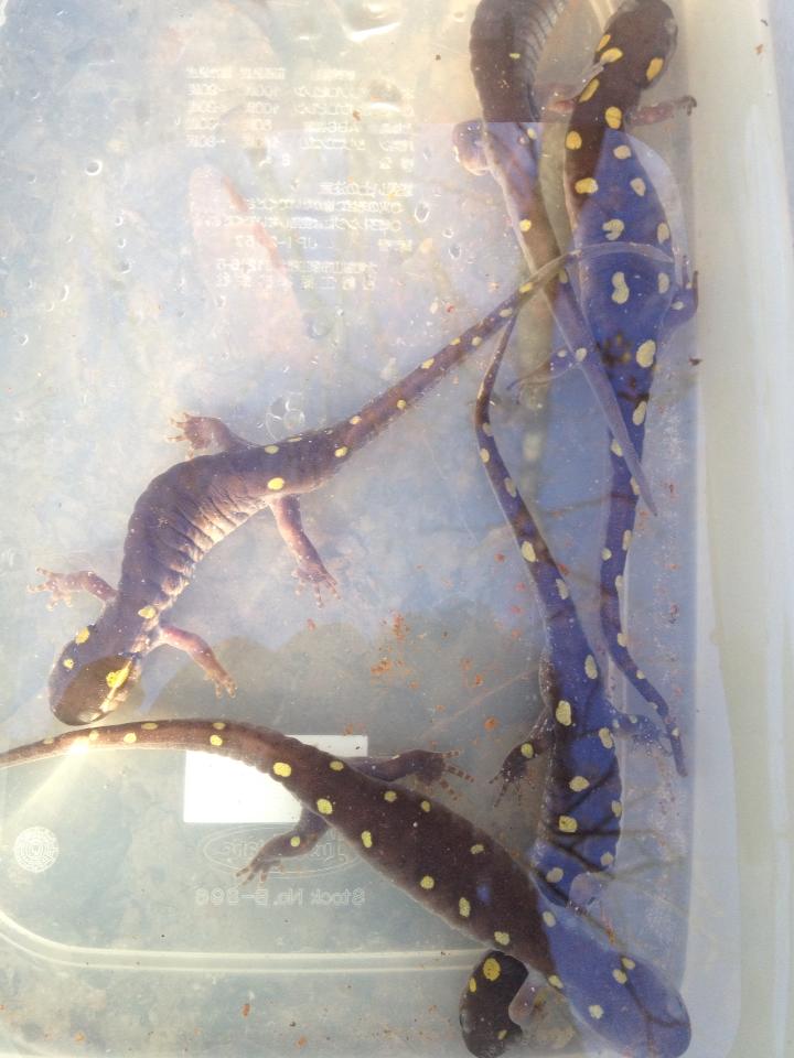 salamanders in container