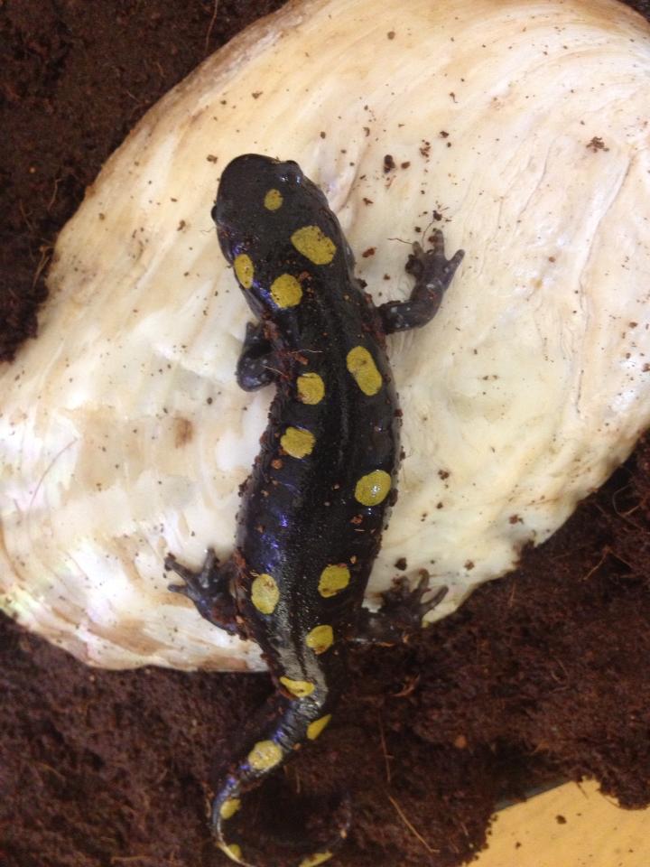 spotted salamander in lab