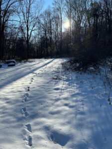 animal tracks in the snow on a sunny day in the woods